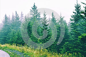 Forest in fog on top of mountain of West Virginia after the rain