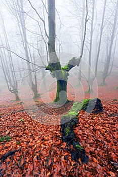 Forest with fog and trunk on the ground