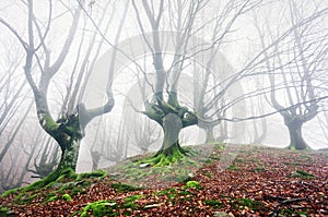 Forest with fog with twisted trees
