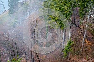 Forest and fog views