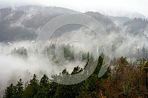 Forest and fog views