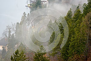 Forest and fog views