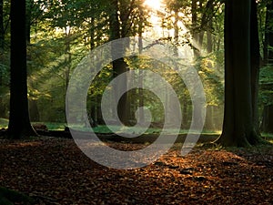 Forest with fog and warm sunshine