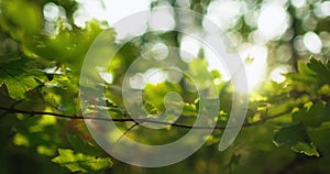 Forest foliage bokeh light green leaves lens flare