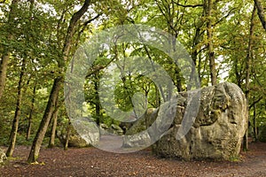 Forest of Fontainebleau