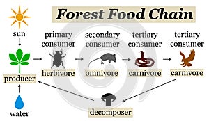 Bosque comida cadena 