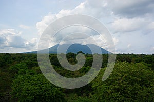 Forest at the foot of the mountain