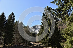 Forest foot-path among conifer trees in foreground of rocky cliff of Alps covered with snow close to KlÃ¶ntalersee lake