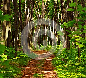 Forest footpath in green deciduous woods among the trees, freshness of nature