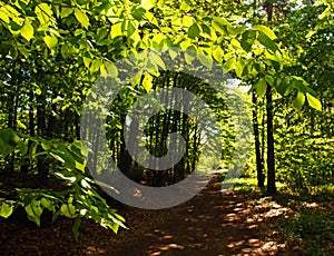 Forest footpath in green deciduous woods among the trees, freshness of nature