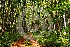 Forest footpath in green deciduous woods among the trees, freshness of nature