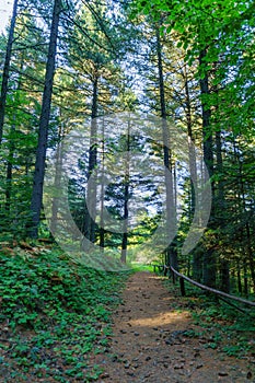 Forest footpath in Pelister National Park