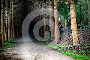 Forest footpath at sunset