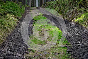 Forest forestry road mud way in green