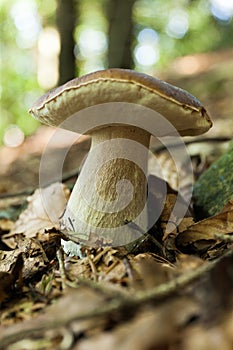 Forest fresh porcini mushrooms, autumn delicious boletus. Wild penny bun, cep, porcino