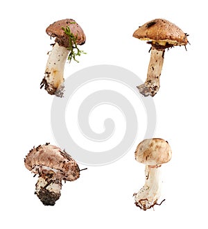 Forest fresh raw edible mushroom Suillus luteus