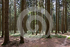 The Forest of Friedrichroda in Thuringia with sun