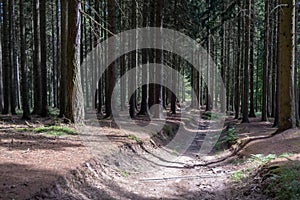 The Forest of Friedrichroda in Thuringia with sun