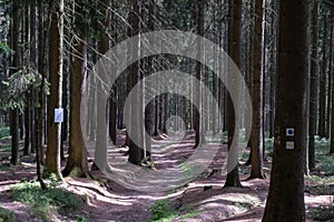 The Forest of Friedrichroda in Thuringia with sun