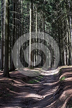 The Forest of Friedrichroda in Thuringia with sun