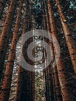 Forest from frogs view