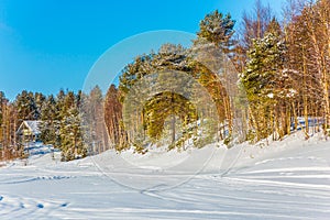 Forest on the frozen river