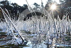 forest of frozen tiny grass tips peeping out of a frozen pond