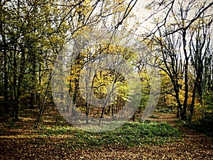 Forest at FruÃÂ¡ka Gora photo