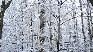 Forest, fruit alley in cloudy spring weather under the last snow.