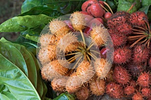 Forest fruit, Uvaria rufa Blume fruit, Herb rare and endangered