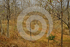 Forest full of bushes and dry trees in dry season