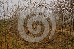 Forest full of dry trees