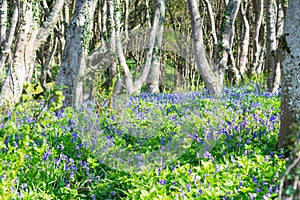 Forest full with purple flowers