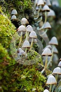 Forest fungi