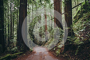 Armstrong Redwoods State Natural Reserve photo