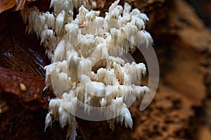 Forest fungi on a log