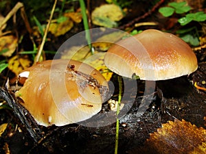 Forest fungi marasmius torquescens  growing on a rotten tree stump in late summer.