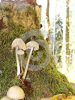 Forest fungi marasmius torquescens  growing on a rotten tree stump in late summer.