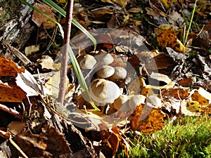 Forest fungi marasmius torquescens  growing on a rotten tree stump in late summer.