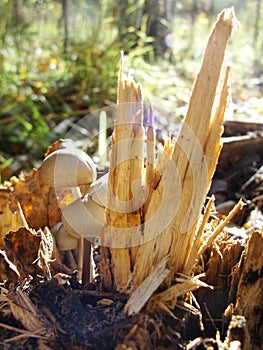 Forest fungi marasmius torquescens  growing on a rotten tree stump in late summer.