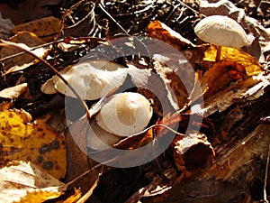 Forest fungi marasmius torquescens  growing on a rotten tree stump in late summer.