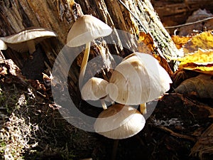 Forest fungi marasmius torquescens  growing on a rotten tree stump in late summer.