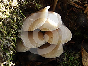 Forest fungi marasmius torquescens  growing on a rotten tree stump in late summer.