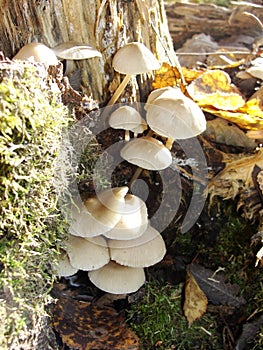 Forest fungi marasmius torquescens  growing on a rotten tree stump in late summer.