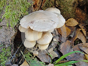 Forest fungi marasmius torquescens  growing on a rotten tree stump in late summer.