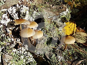 Forest fungi marasmius torquescens  growing on a rotten tree stump in late summer.