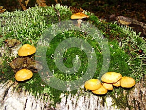Forest fungi marasmius torquescens  growing on a rotten tree stump in late summer.