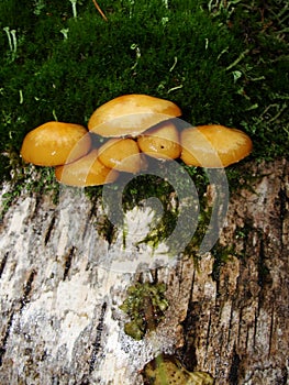 Forest fungi  marasmius torquescens  growing on a rotten tree stump in late summer.