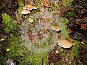 Forest fungi  marasmius torquescens  growing on a rotten tree stump in late summer.