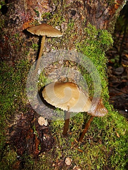 Forest fungi  marasmius torquescens  growing on a rotten tree stump in late summer.